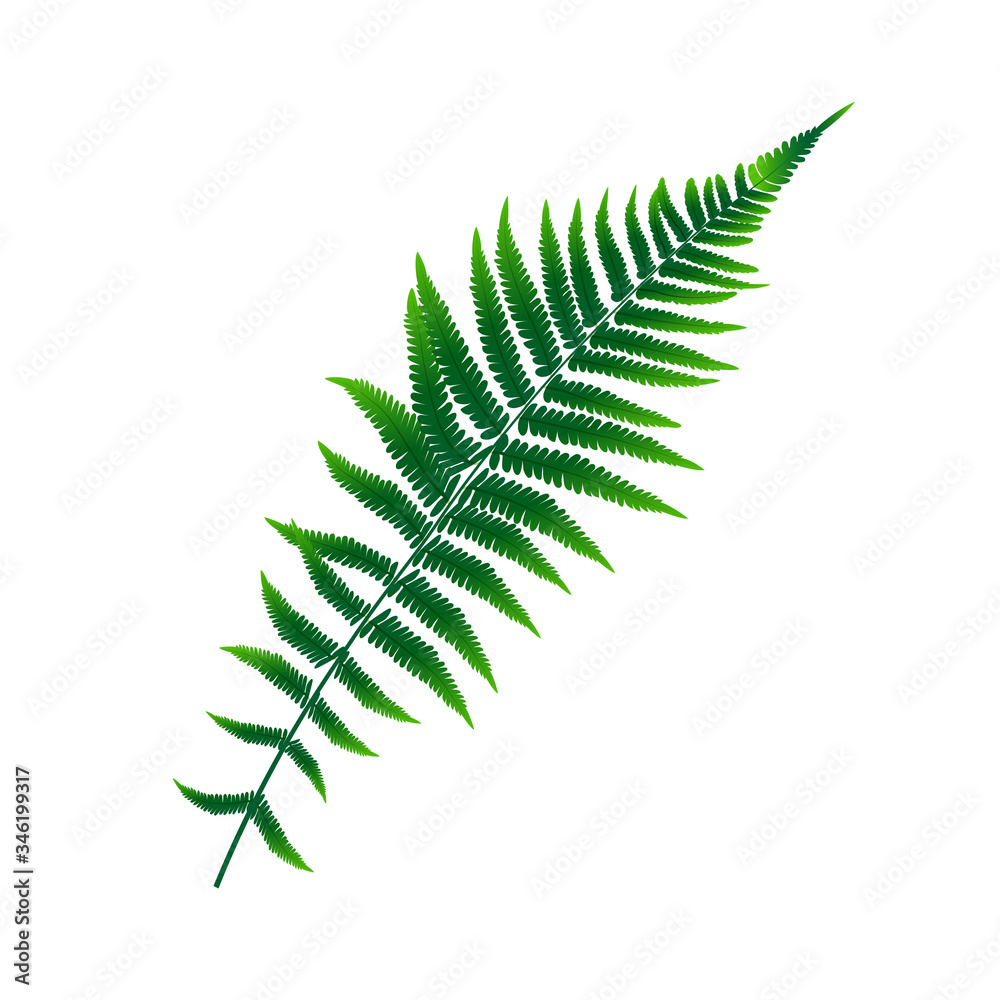 Fern Leaf Vector Background Illustration Fern Leaf Vector Background Illustration