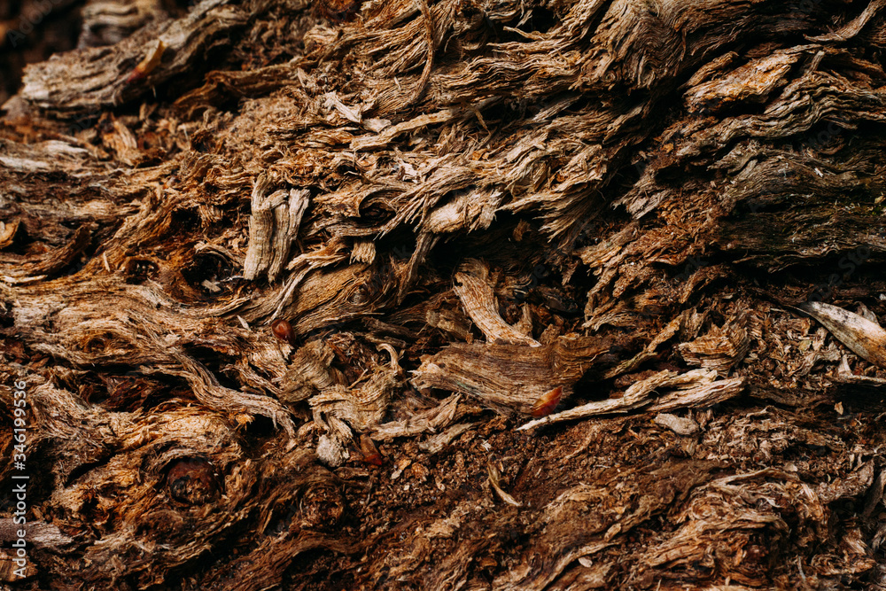 brown pattern texture of old wood chips bark shot close brown pattern texture of old wood chips bark shot close