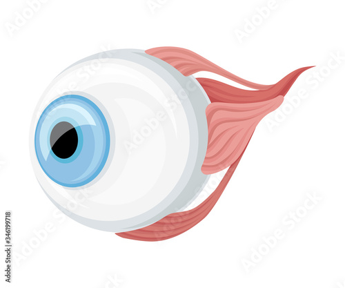 Donor Eye Organ with Optic Nerve for Transplantation Vector Illustration