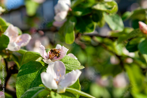 blossomed quince flowers on a tree branch, bee pollinating the flowers