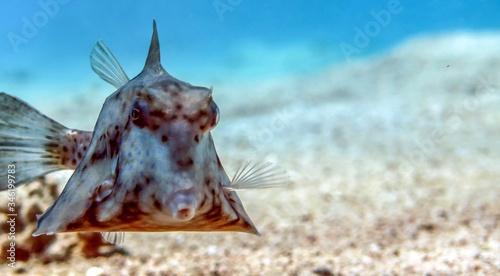 Humpback Turretfish (Tetrosomus gibbosus), Thornback Boxfish in Red Sea, Eilat, Israel photo