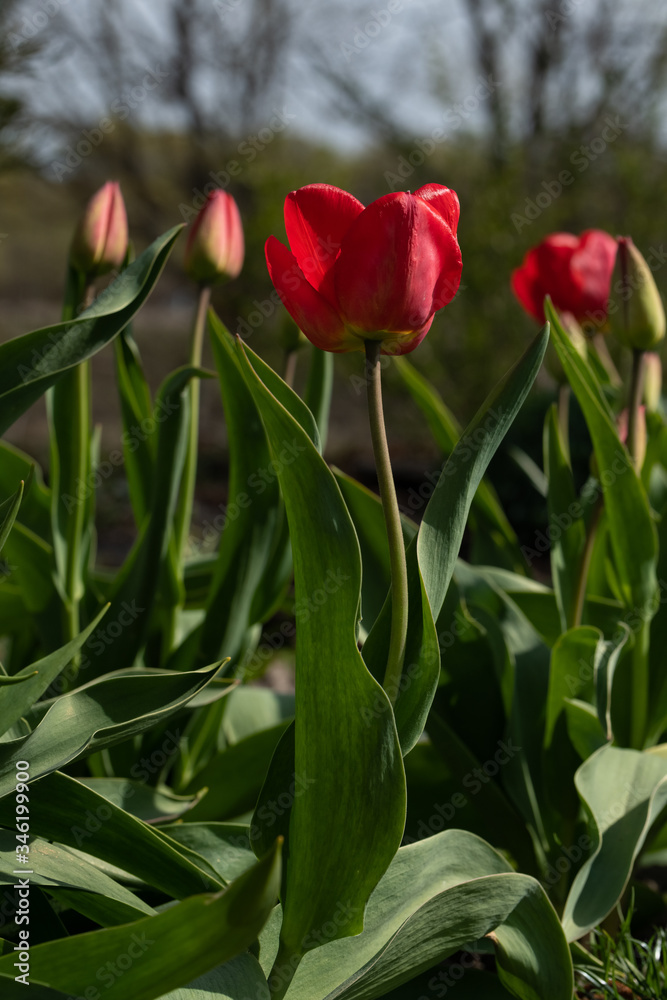Naklejka premium Saturratrd red tulips that grow in the garden.