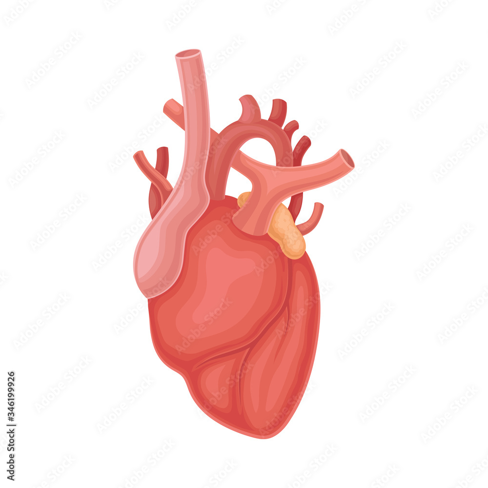 Heart as Donor Organ for Transplantation Isolated on White Background Vector Illustration Heart as Donor Organ for Transplantation Isolated on White Background Vector Illustration