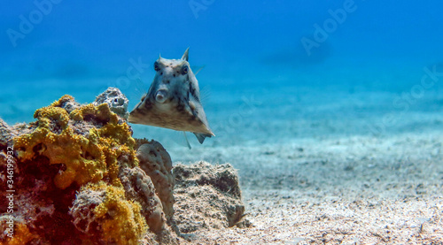Humpback Turretfish (Tetrosomus gibbosus), Thornback Boxfish in Red Sea, Eilat, Israel photo