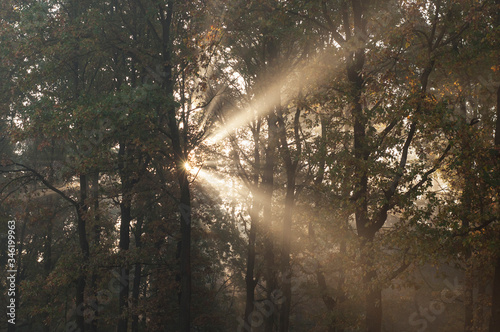 sun rays through trees