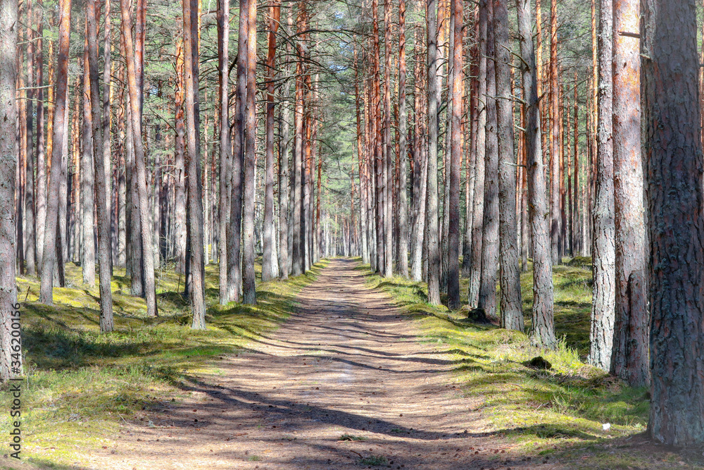 Obraz premium footpath in the woods