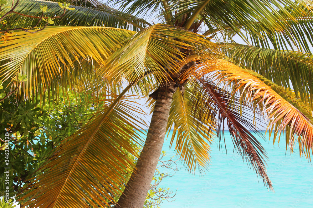 Obraz premium Palm trunk with dry yellow and green leaves. Turquoise water of Indian ocean on backround. Vegetation of tropical Maldives islands. Sunlight Rays Shine Through branches. Soft focus. Jungle nature