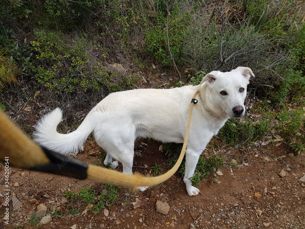 Cane bianco Cane bianco