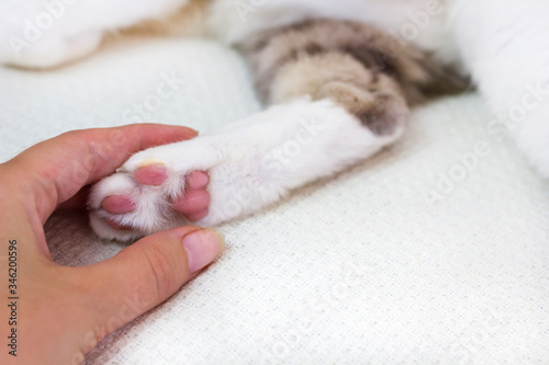 Close-up fluffy cat's paw in human hand. Pets care and friendship. Prohibition of cats declawing surgery concept. Stop cruelty to animals. space for text