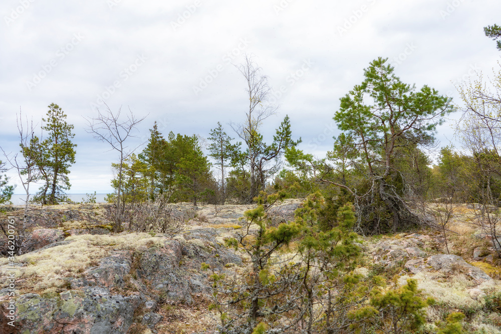 Forest, Baltic, Sea, Scandinavian, nature, Swedish, coast, shore, scandinavia, sweden, woods Forest, Baltic, Sea, Scandinavian, nature, Swedish, coast, shore, scandinavia, sweden, woods