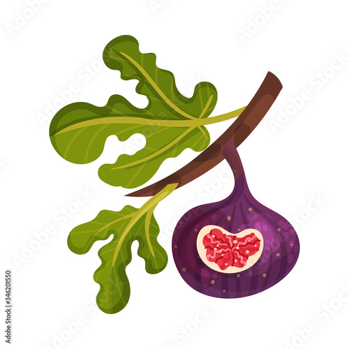 Whole Fig Fruit Hanging From Tree Branch with Cutout Piece Showing Bright Flesh with Small Seeds Inside Vector Illustration