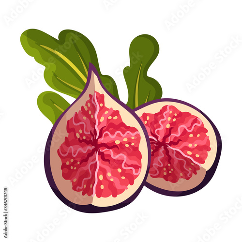 Cross Section of Fig Fruit Showing Bright Flesh with Small Seeds Inside Vector Illustration