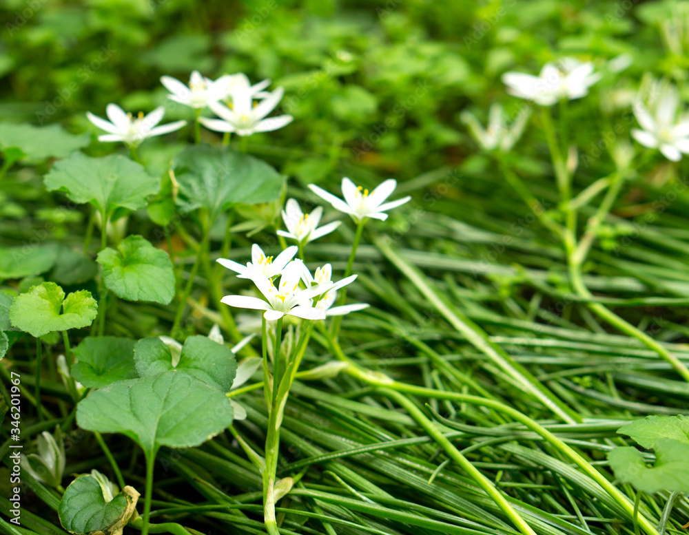 Beautiful white flowers in the garden Beautiful white flowers in the garden