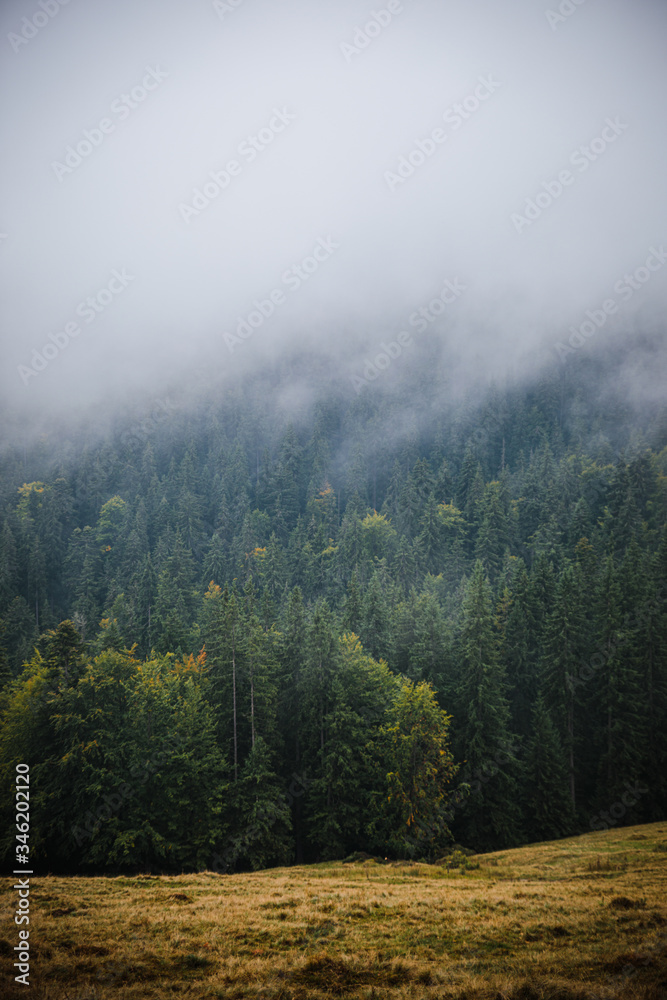 Fototapeta premium fog over green fir forest in Carpathian mountains