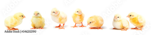 Fotografiet Little yellow chicks isolated on white background