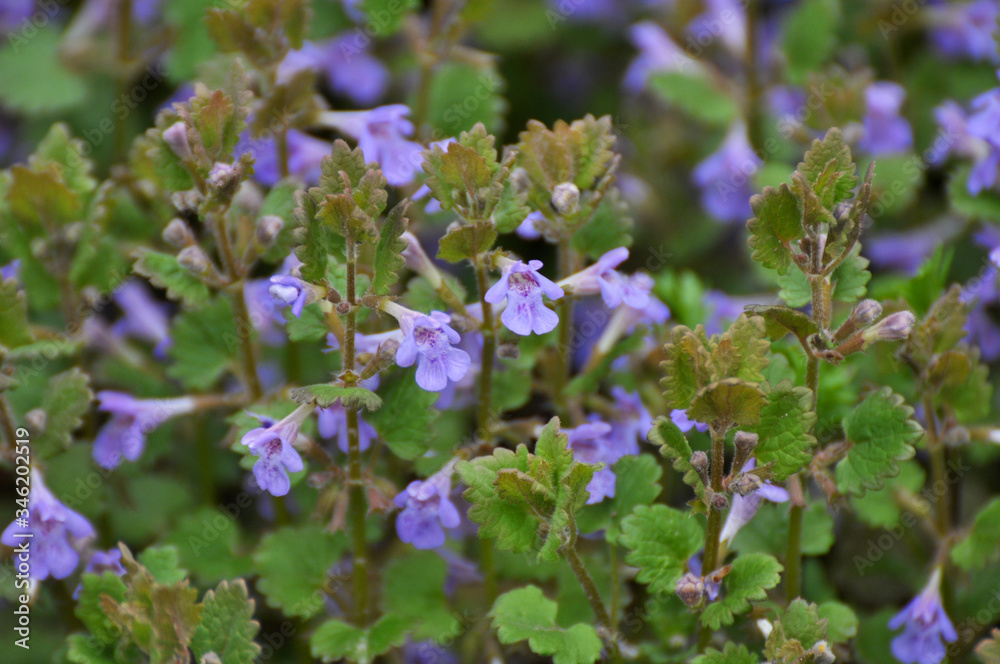 Glechoma hederacea blooms in nature in spring Glechoma hederacea blooms in nature in spring