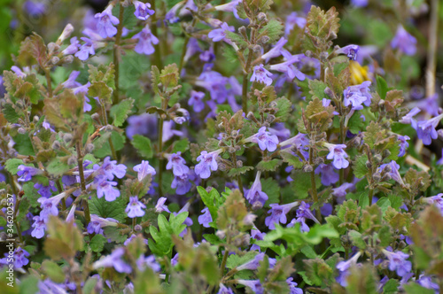 Glechoma hederacea blooms in nature in spring