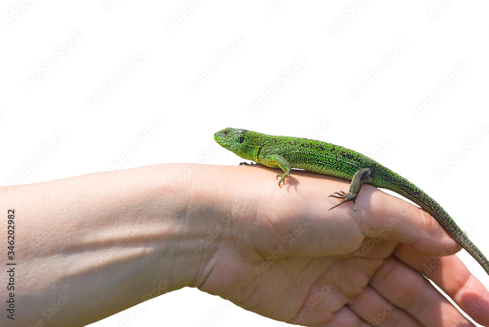 Fototapeta premium closeup green lizard sit on a human hand isolated on a white background, natural scene