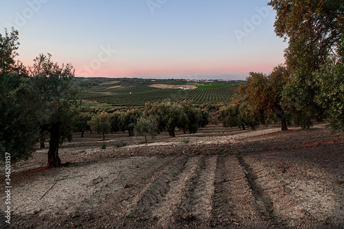 Paisaje olivares del sur de españa turismo rural