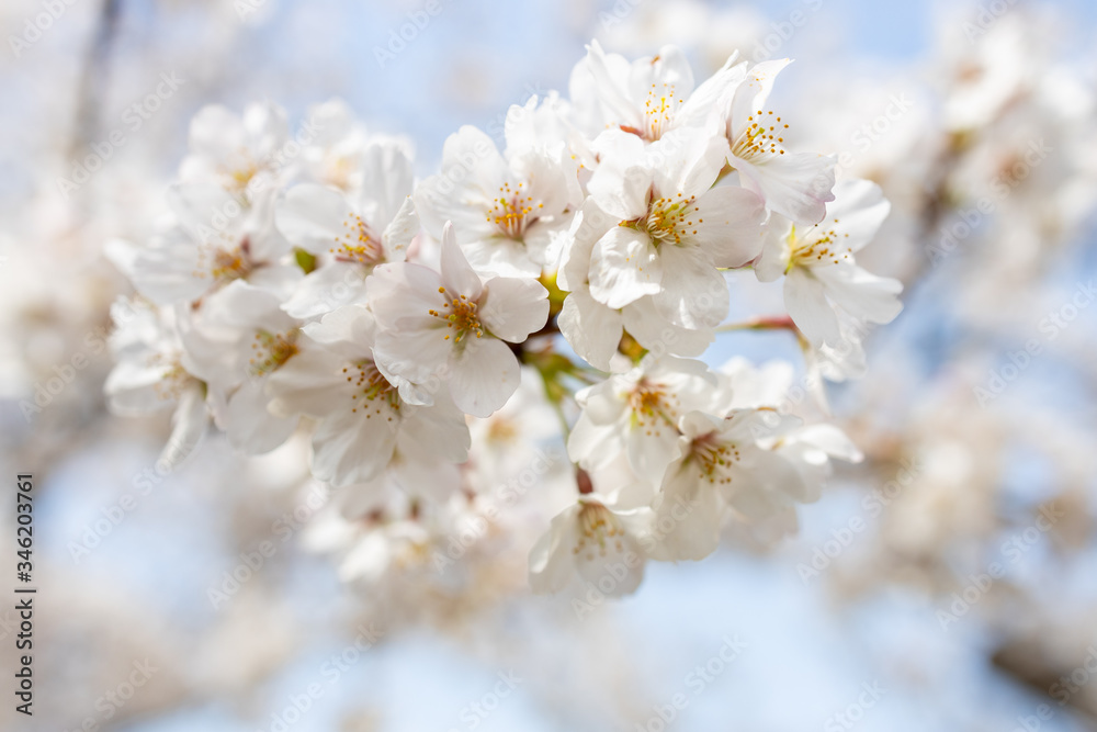 桜, sakura, cherry blossoms