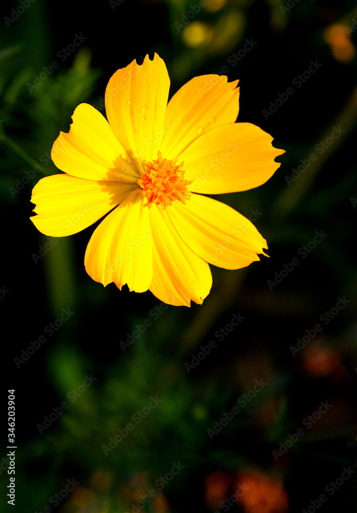 Beautiful yellow flowers Occurs naturally with light falling against., A black background. Beautiful yellow flowers Occurs naturally with light falling against., A black background.
