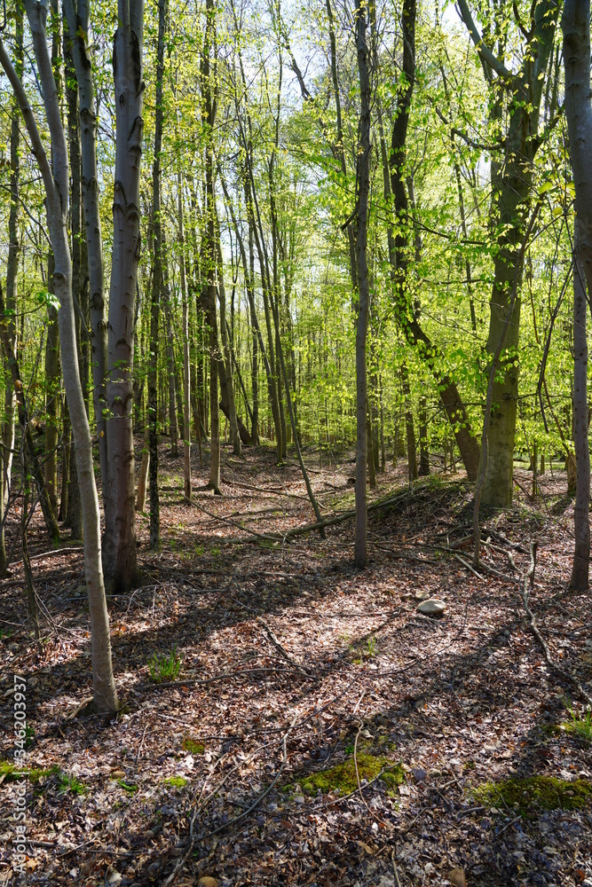 Light shining through trees at the Audubon Plainsboro Preserve in Plainsboro, New Jersey, United States Light shining through trees at the Audubon Plainsboro Preserve in Plainsboro, New Jersey, United States