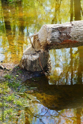 View of a tree trunk gnawed by beavers at the Plainsboro Preserve in New Jersey
