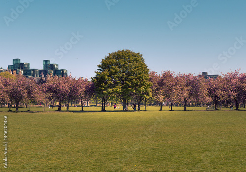 trees in spring green and pink colors 