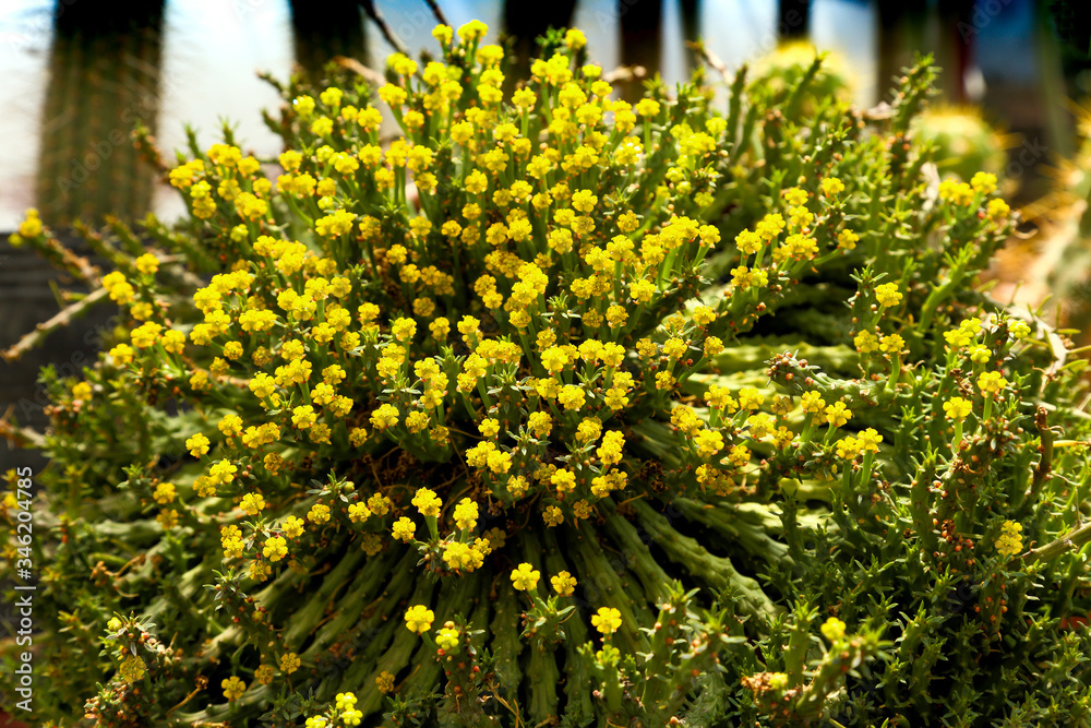 Obraz premium A cactus is a member of the plant family Cactaceae