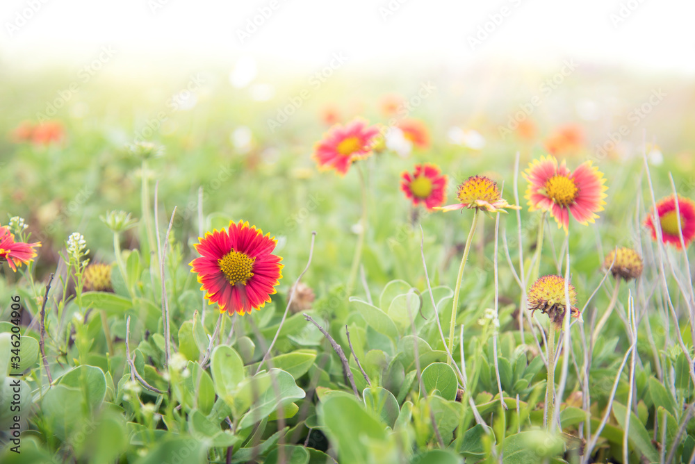 Indian Blanket flowers, a common wild ground cover plants on the coast of Taiwan Indian Blanket flowers, a common wild ground cover plants on the coast of Taiwan