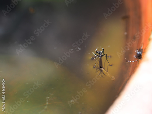 Aedes mosquito on still water with larvae underwater