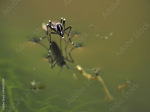 Macro of Aedes mosquito on still water