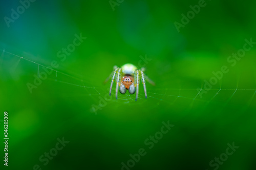 araniella photo