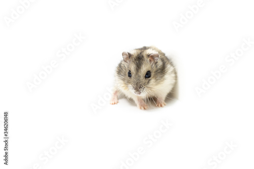cute little hamster on a white background