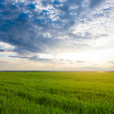 green fresh wheat rural field landscape, countryside agricultural scene