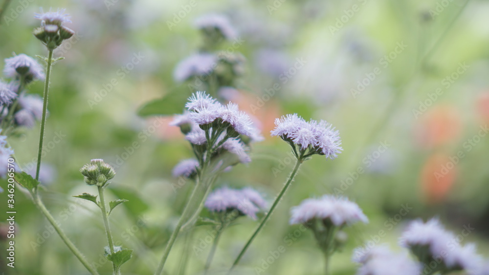 Ageratum flower in a smoky atmosphere in a bloomed garden outdoors. Ageratum flower in a smoky atmosphere in a bloomed garden outdoors.