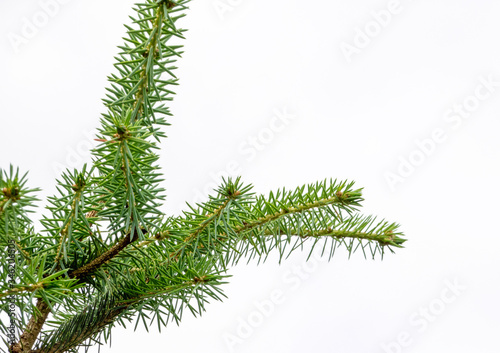 Pine tree green needles