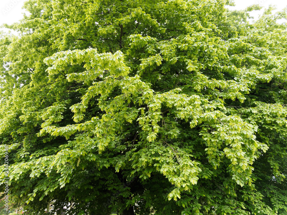 Carpinus betulus | Houppier pyramidal du charme commun au feuillage dense et vert avec des akènes et samares pendant sous les feuilles oblongues et dentées vert franc