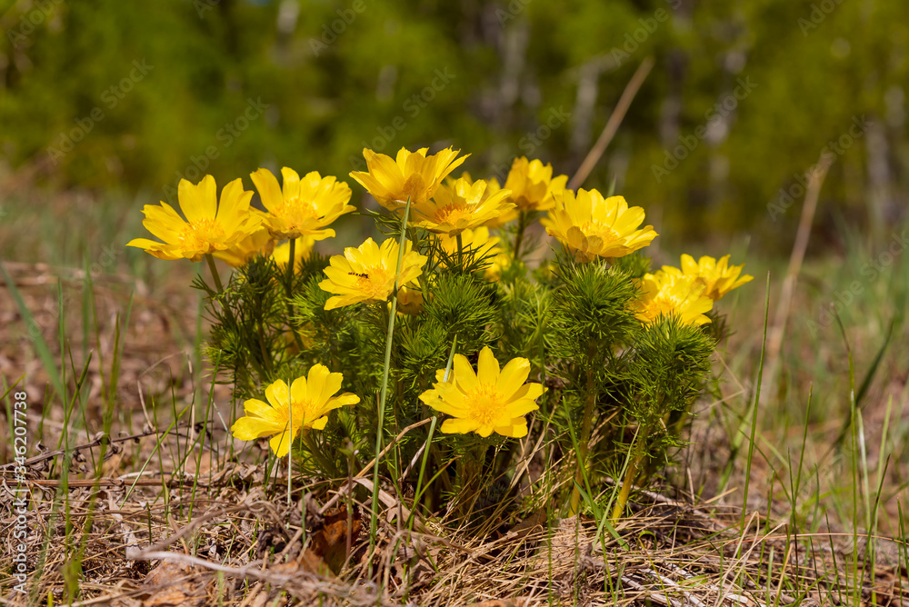 The first spring flowers in the forest, a bright yellow Bush of spring Adonis with green carved foliage is illuminated by the sun. The first spring flowers in the forest, a bright yellow Bush of spring Adonis with green carved foliage is illuminated by the sun.