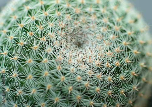 Closed up Mammilaria perbella cactus with white thorn texture background. Small beautiful and drought resistant, succulent plant photo