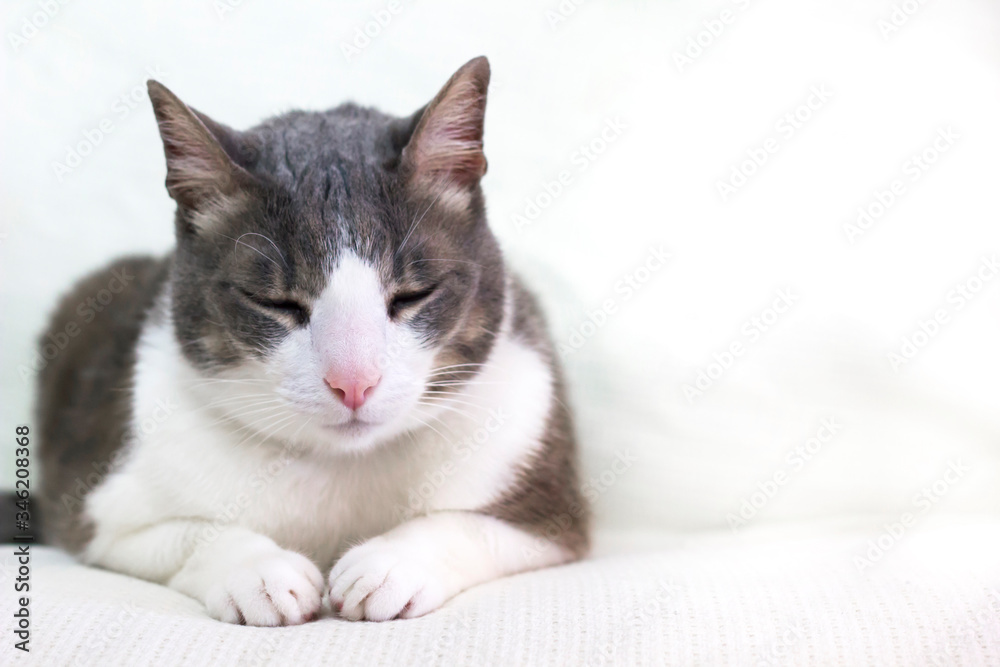 Fototapeta premium Cute adorable lazy white gray cat on a white couch. Domestic cat lies on the white sofa. Cat face close up. The quarantined cat. Home pets care friendship concept. Space for text.