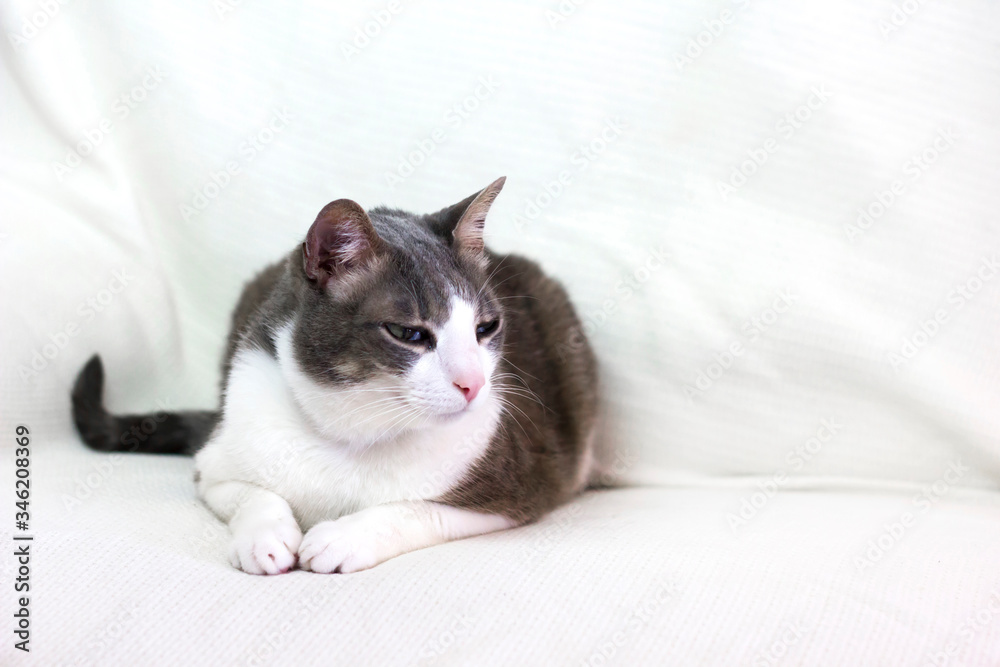 Cute adorable lazy white gray cat on a white couch. Domestic cat lies on the white sofa. Cat face close up. The quarantined cat. Home pets care friendship concept. Space for text. Cute adorable lazy white gray cat on a white couch. Domestic cat lies on the white sofa. Cat face close up. The quarantined cat. Home pets care friendship concept. Space for text.