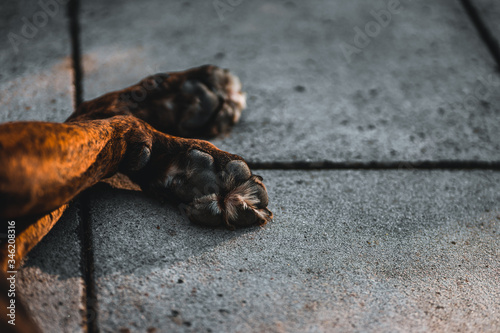 Pfoten eines Hundes der auf einer Steinterrasse liegt, Unteransicht © ramonmaesfotografie