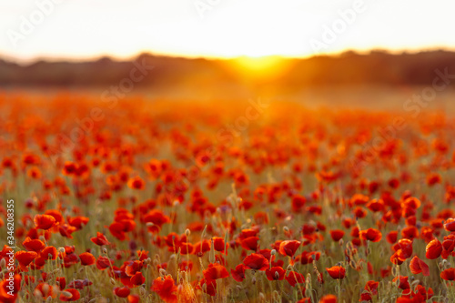 Poppies on green field on warm summer sunset
