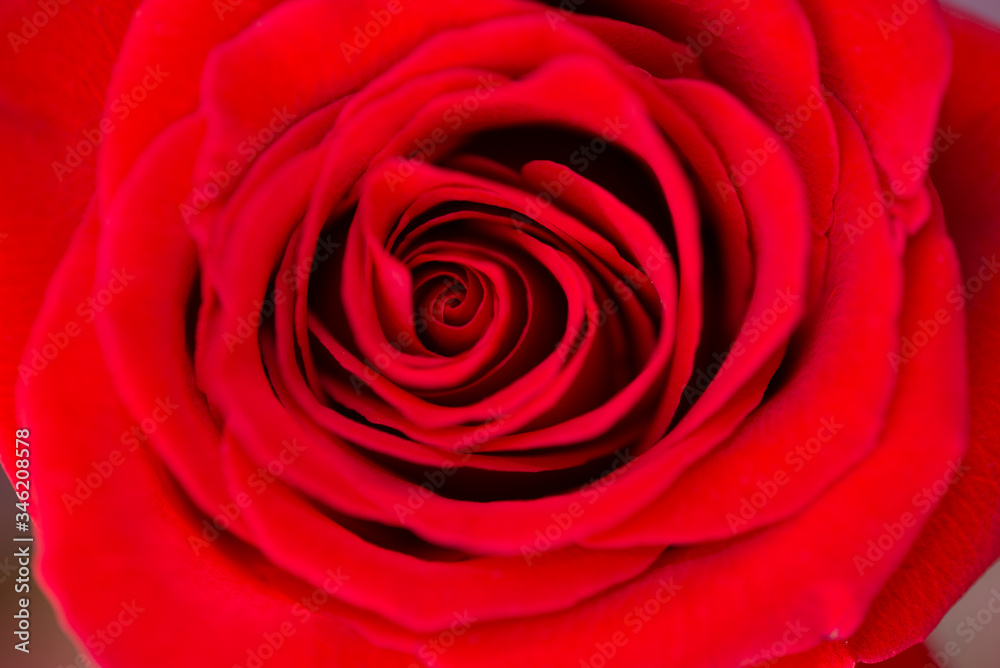 Close-up of a red rose bud on a blurred dark background. Rose bud. red rose. Close-up of a red rose bud on a blurred dark background. Rose bud. red rose.