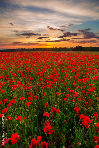 Poppies on green field on warm summer sunset