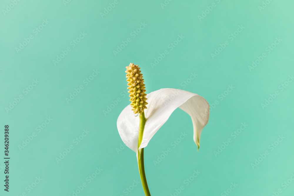 Naklejka premium Spathiphyllum home plant.Close-up petal of white flower .Concept of home gardening.