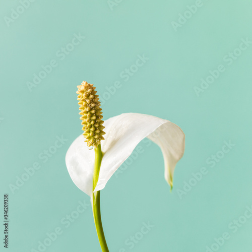 Spathiphyllum home plant.Close-up petal of white flower .Concept of home gardening.