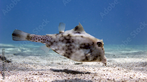 Humpback Turretfish (Tetrosomus gibbosus), Thornback Boxfish in Red Sea, Eilat, Israel photo