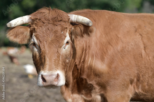 Closeup of brown cow in field